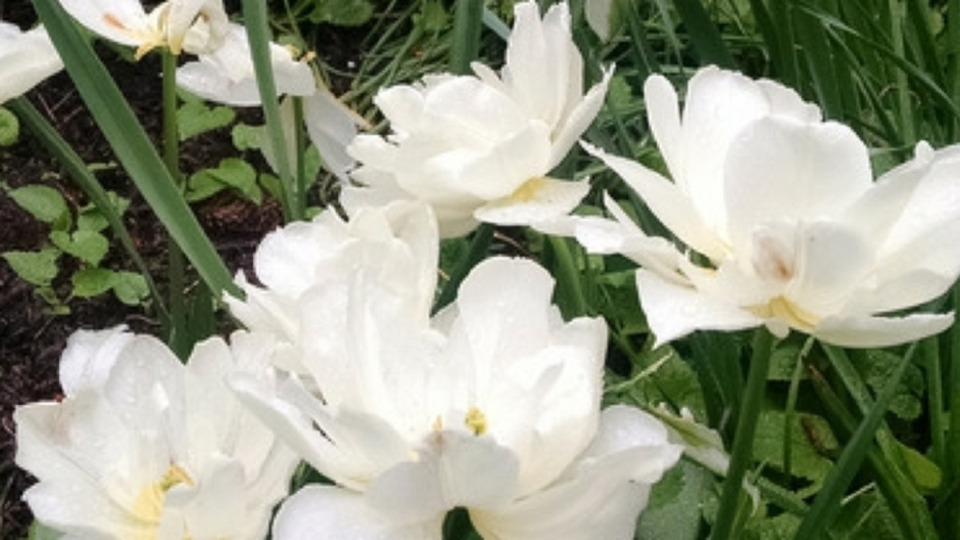 Private Group Yoga (up to 5 people, in-studio)