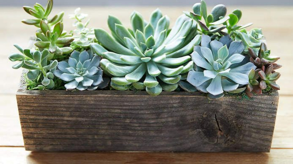 Succulent Planter Workshop with Alpaca Meet and Greet