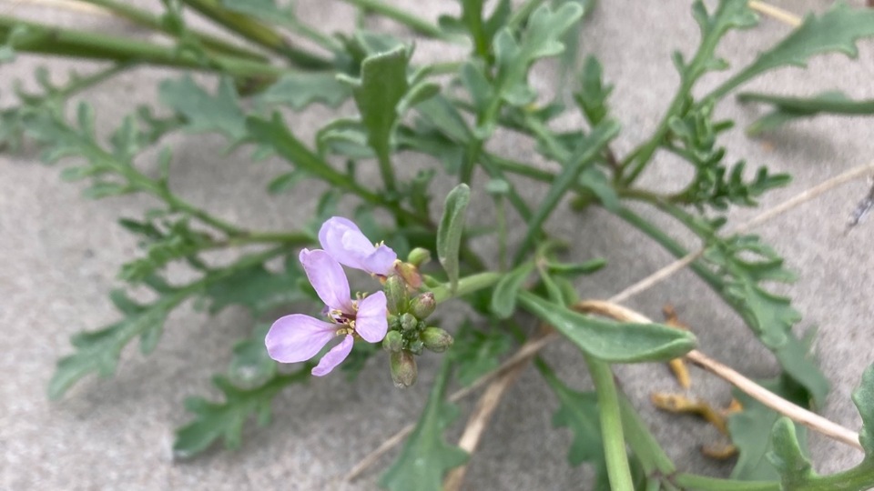 5-Class Pass for Online