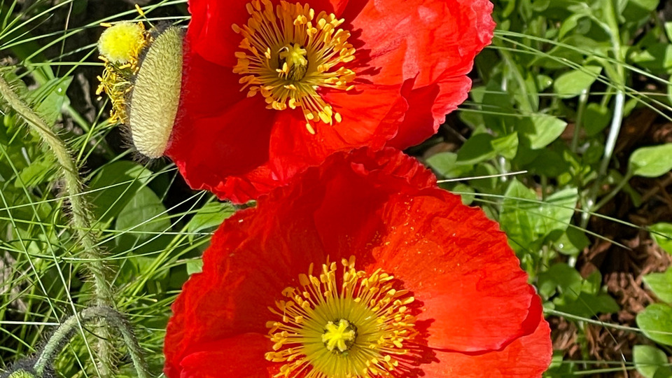 Offering Image