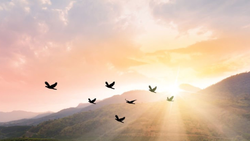 5 Shamanic Healing Sessions