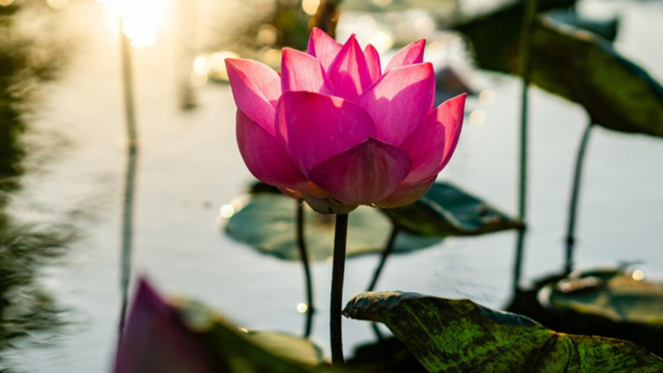 🌟 Founding Member Reiki Deep Healing Membership – 2 Sessions/Month 🌟$150.00/Month ($75.00/Session)