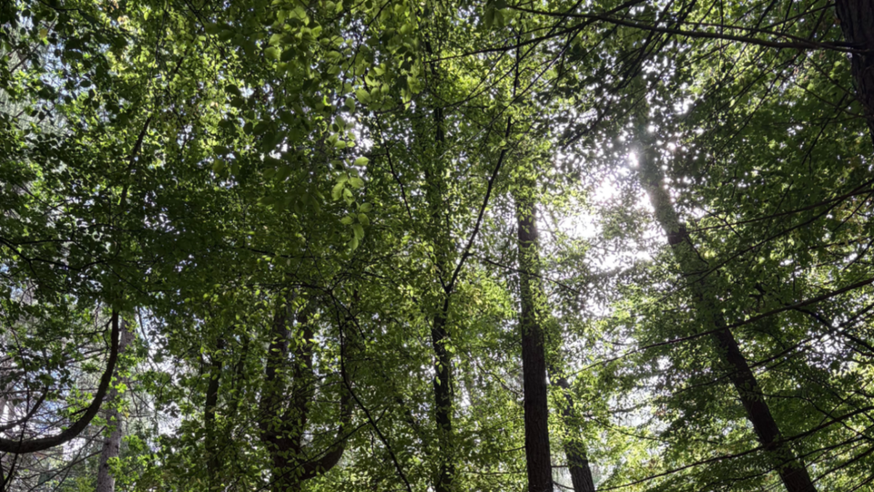 Woodland Yoga and Wellbeing half day retreat 1st August
