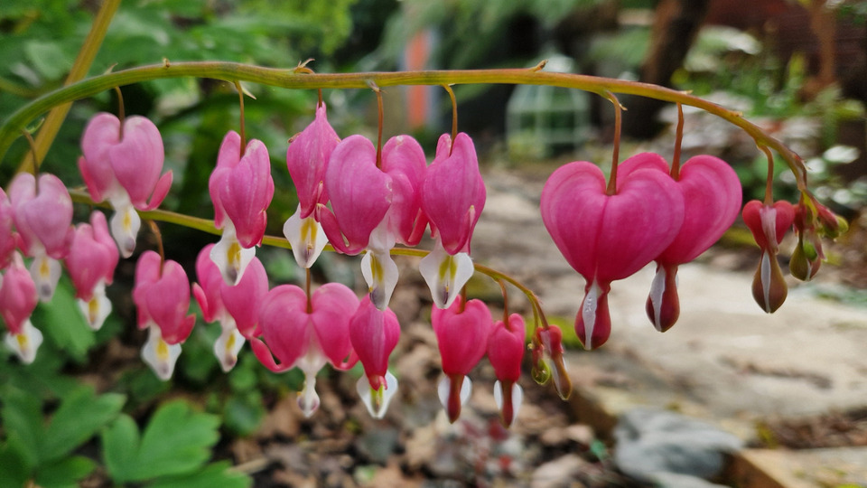 Annual pass (Community Rate)