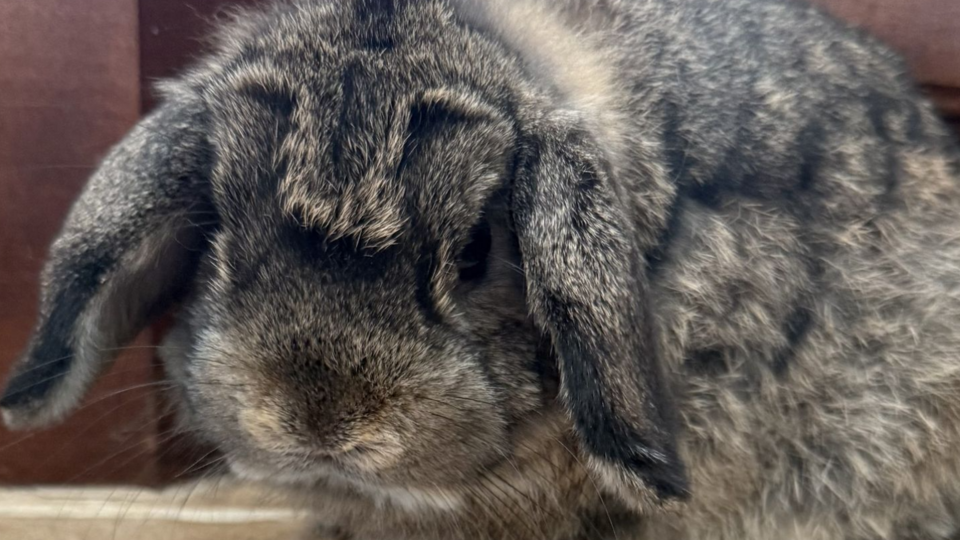 The Lotus Special Birthday Experience-Non-Members