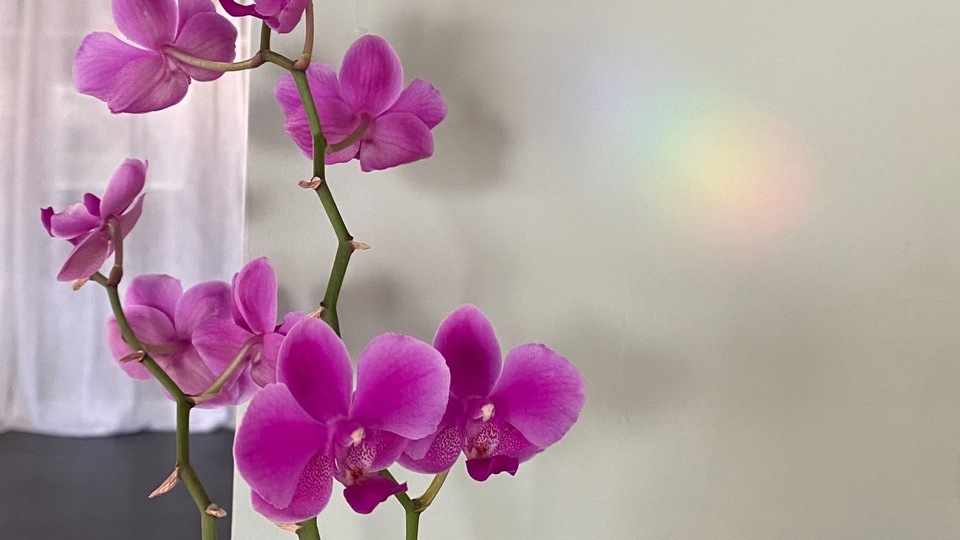 Divine Rebel Yoga Schedule