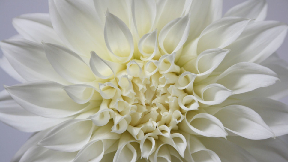 Offering Image
