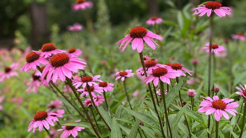 Divine Rebel Yoga Schedule