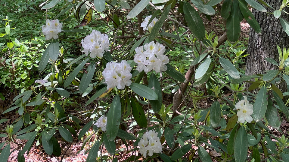 Private Yoga Sessions--10 Class Package (Best Deal)