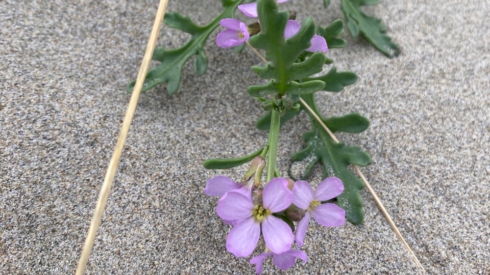 10-Class Pack for Online 