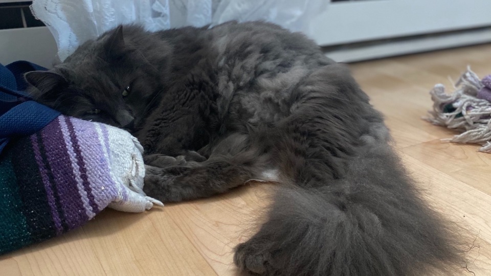 Mindfulness and Meditation