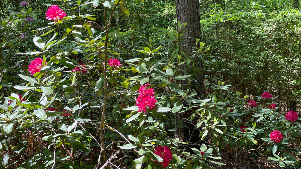 Private Yoga Sessions--3 Class Package