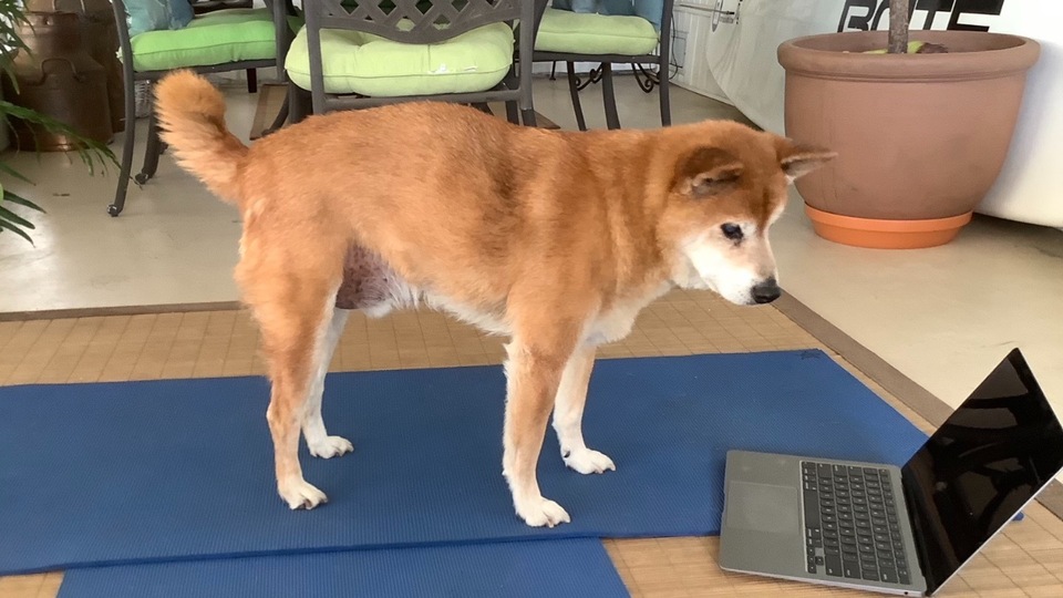 Video On-Demand Membership