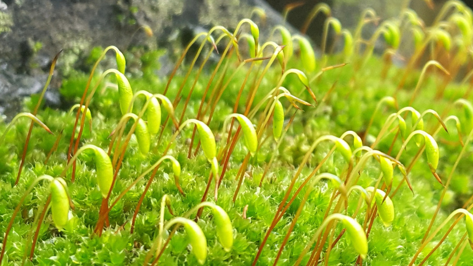 Monthly unlimited (Supporter Rate)