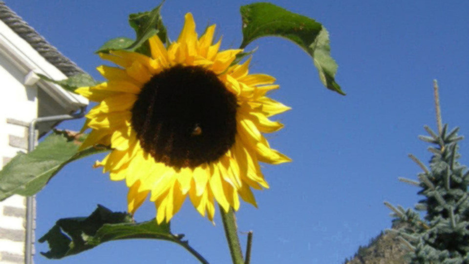 Offering Image
