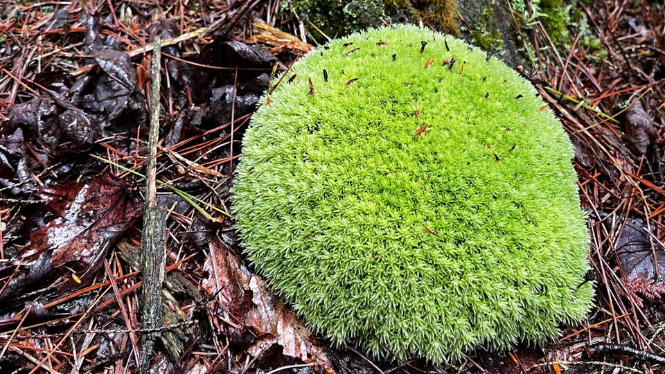 Supporter Membership