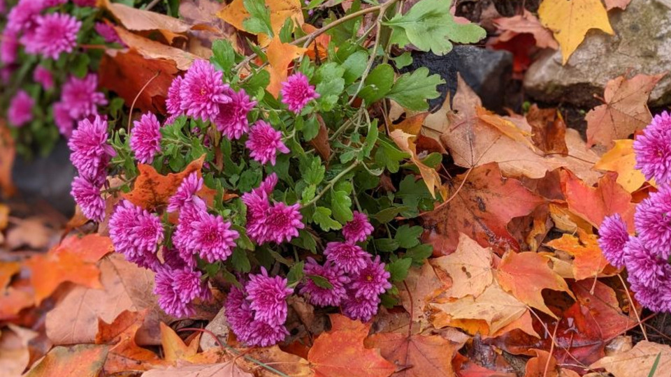 Hearth Yoga Patron: *10* Class Package