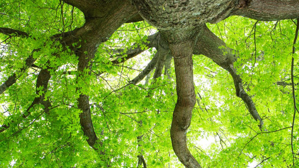 Reiki in the Maple Grove | 60