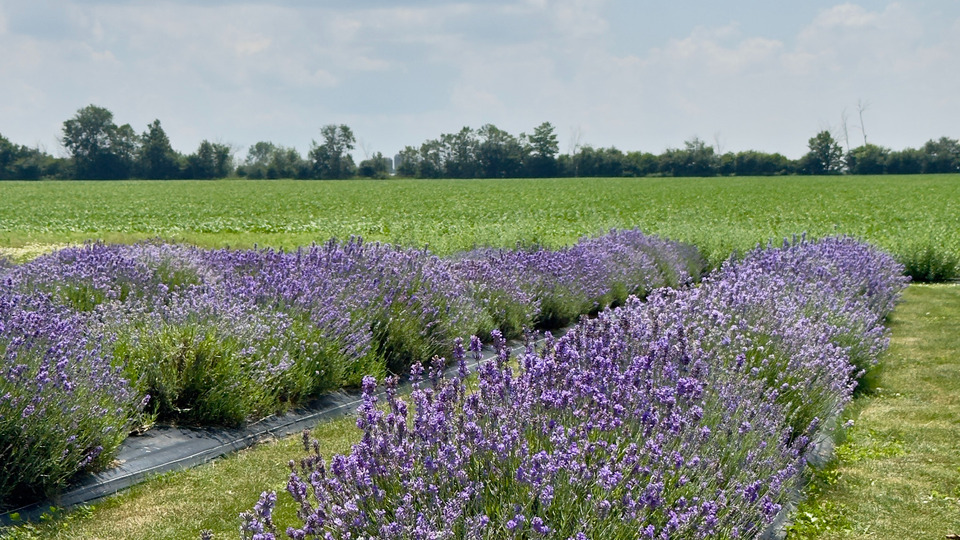 Breathwork in the Lavender Fields