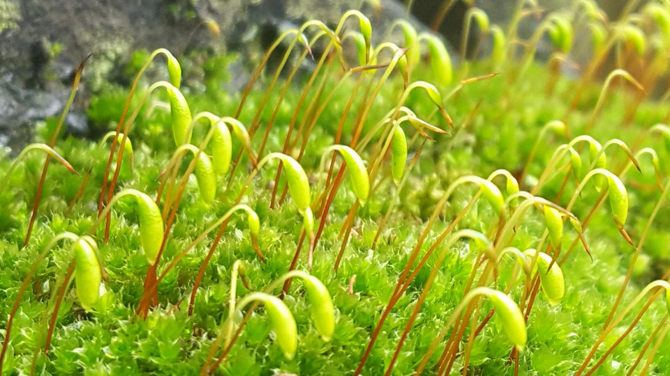 5-class pass (Supporter Rate)