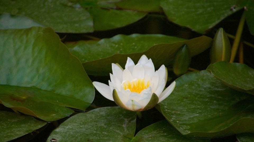 Online-Only 1-class drop in