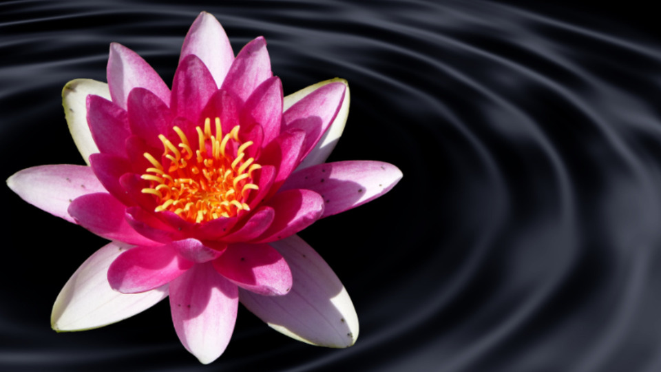 *Discounted Monthly Membership*