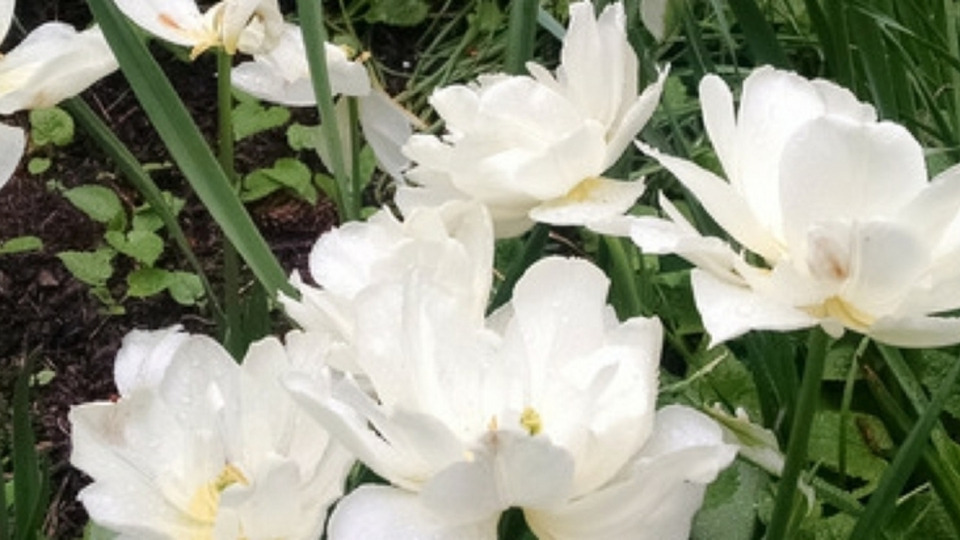 Offering Image