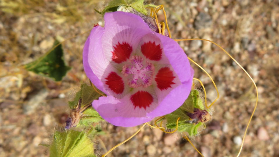 4 Class Zoom Meditation Only