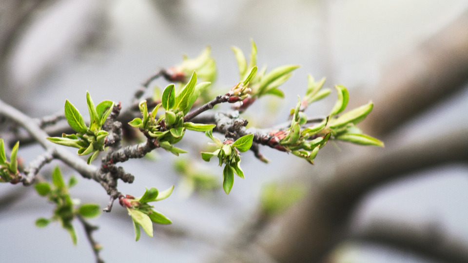 New Member Special: Two for $15