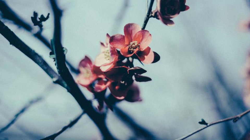 Monday Flo Park 5 class pass - Low price