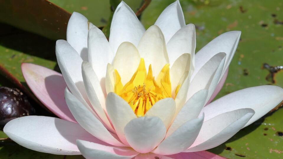 Full Bloom: On Demand + Live Class Membership 