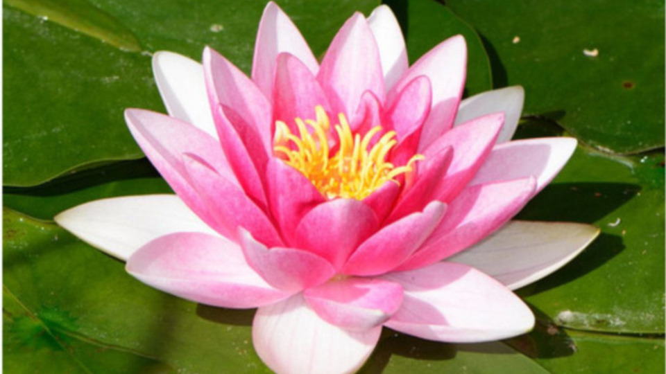 Offering Image