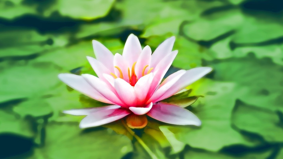 Intro to Mindfulness Meditation and Compassion Workshop