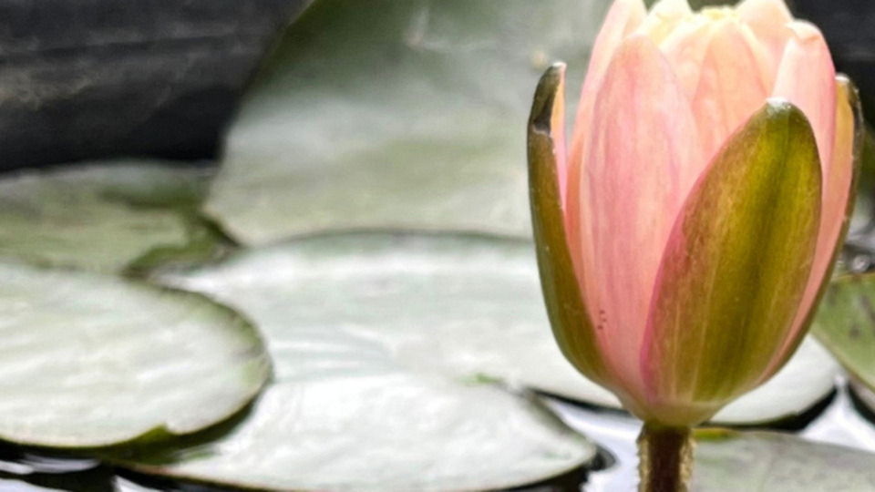 Balance Within: On Demand Video Membership