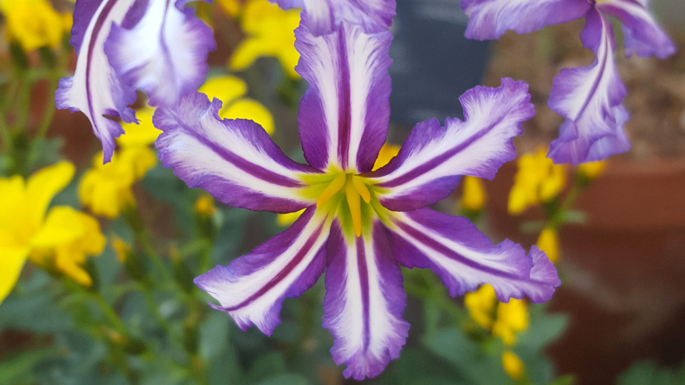 5-class pass (Sustainer Rate)