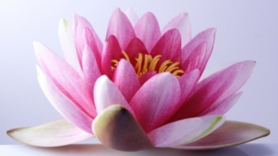 Offering Image