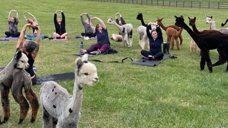 Yoga with Alpacas 