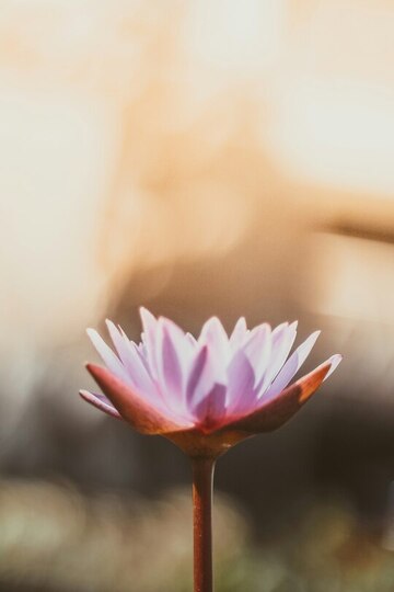 Offering Image