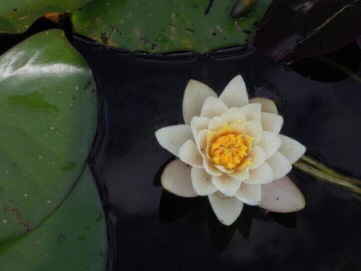 Offering Image