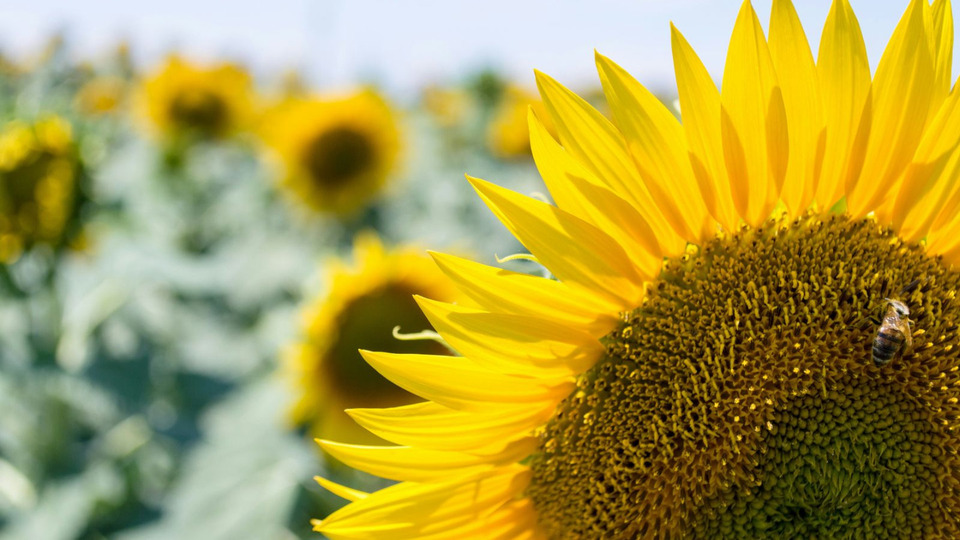 Flower-Inspired Events