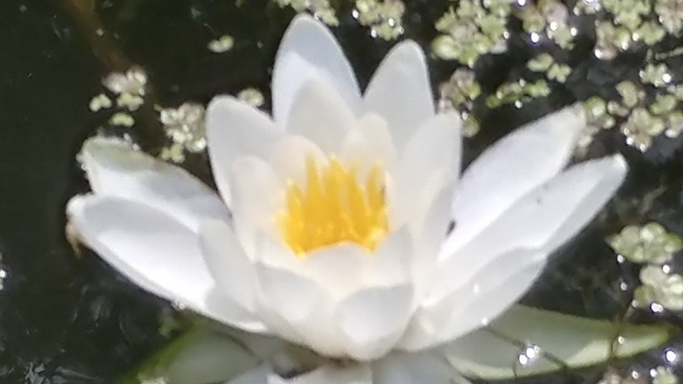 Offering Image
