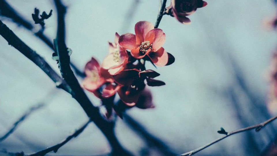 Monday Flo Park 5 class pass - full price