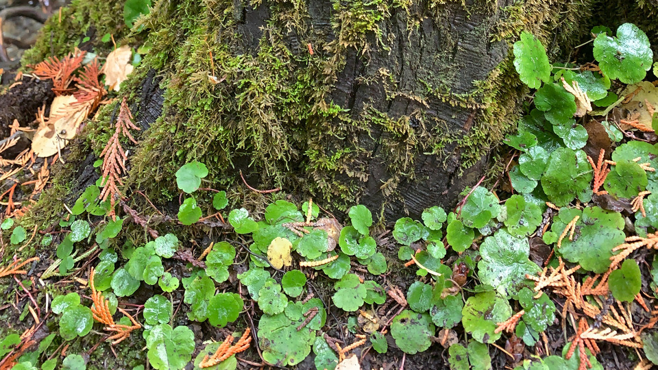 Offering Image