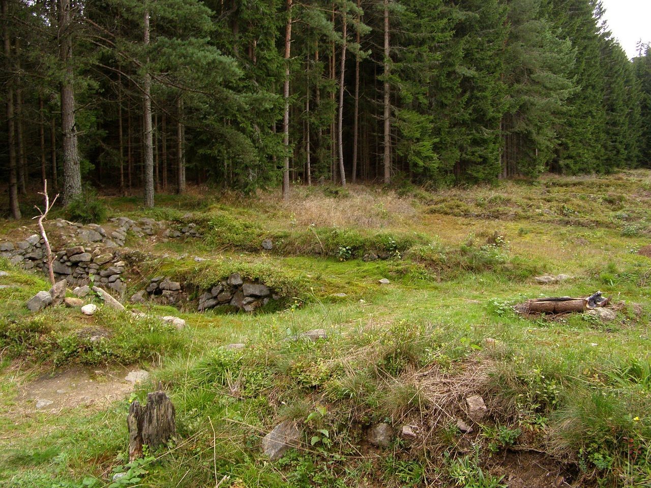 Original pfaffenschlang