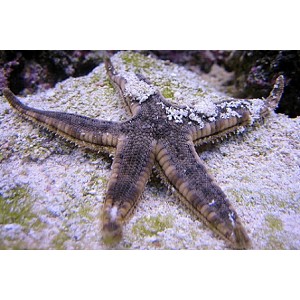 Assorted Reef Safe Starfish - Starfish - Invertebrates