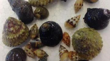 30 Assorted Cleaner Snails + 30 Assorted Hermit Crabs