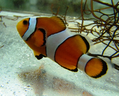 False Percula Clownfish - Aquacultured - Group of 15