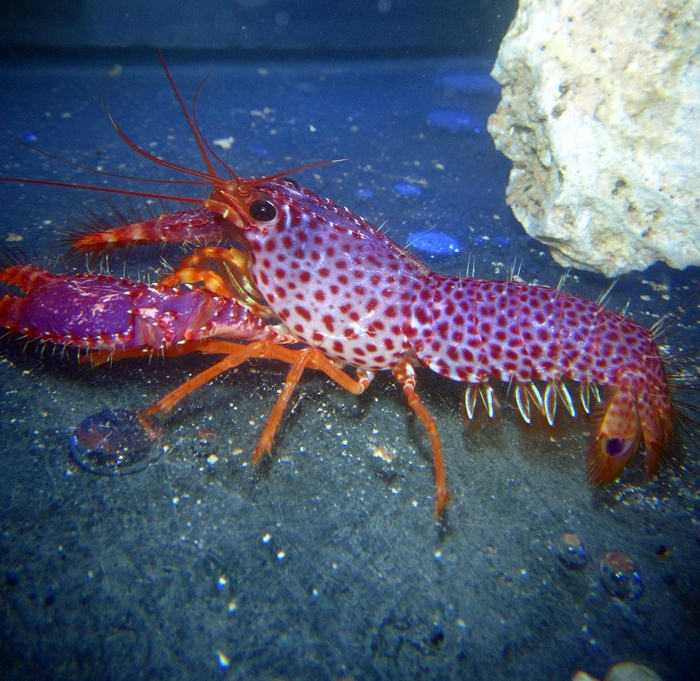 Purple lobster vibrator