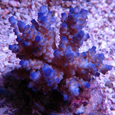 Maricultured Blue Tip Acropora #C 010