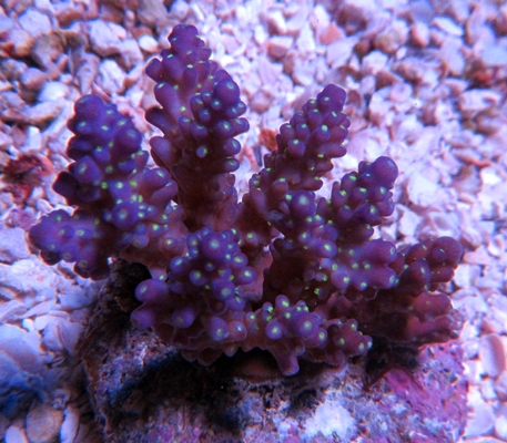 Carbon 38 coupon code